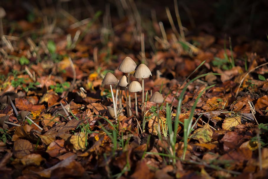 jamur, musim gugur, suasana musim gugur, cahaya, jamur pupuk, hutan, hutan campuran, pinggir jalan, alam, musim