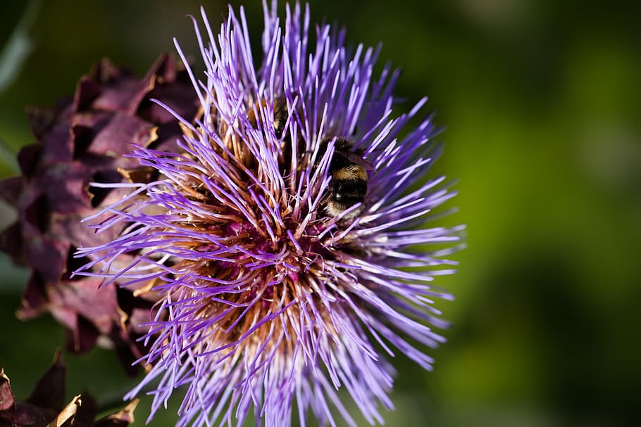 artichoke, blossom, bloom, flower, purple, cynara cardunculus, thistle-like, strong, crop, the asteraceae family