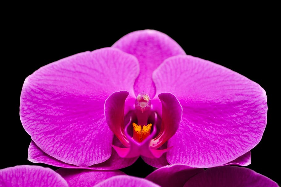 Phalaenopsis, flor, púrpura, orquídea, pétalo, color rosa, fondo negro, cabeza de flor, planta floreciendo, frescura