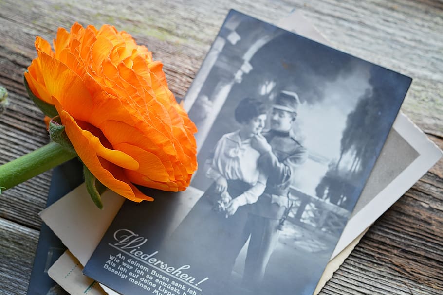 orange, flower, book, ranunculus, blossom, bloom, spring flower, postcard, old, antique