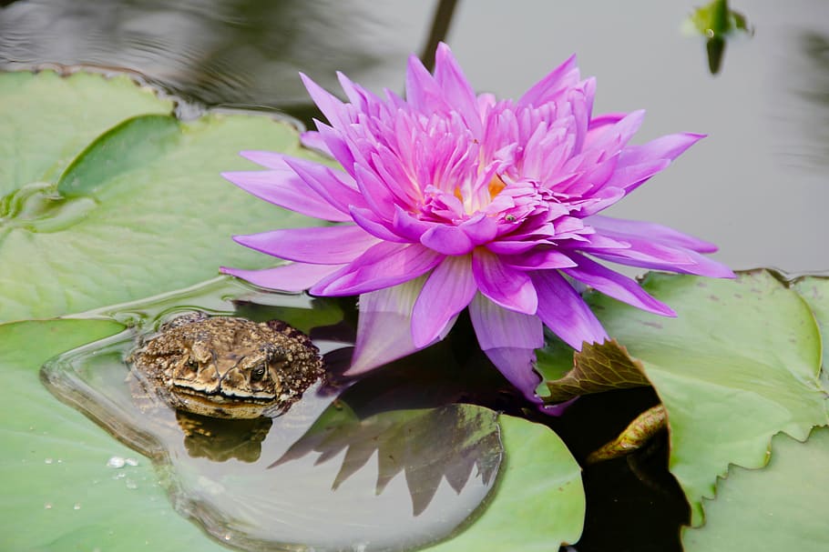 water lily, purple, blossomed, blossom, bloom, pond, aquatic plant, flower, water, nature