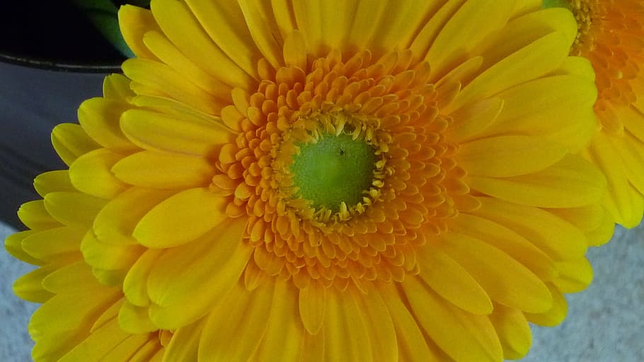 ガーベラ 花 美しい 黄色 庭 夏の終わり 閉じる 開花植物 花頭 花弁 Pxfuel