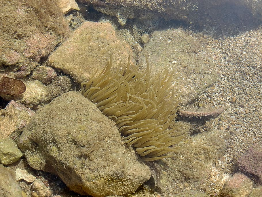 水 海 サンゴ 植物 石 自然 水中 動物 リーフ 海生活 Pxfuel