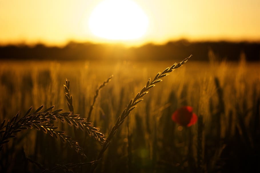 macro photography, grains, sunset, poppy, backlight, crop, cereal plant, agriculture, growth, landscape