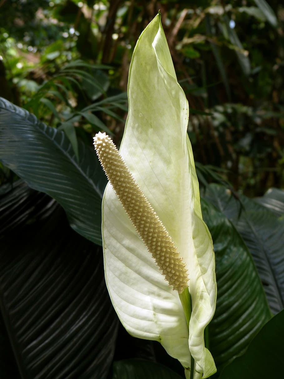 monstera deliciosa, plant, blossom, bloom, white, flowers, nature, growth, leaf, plant part