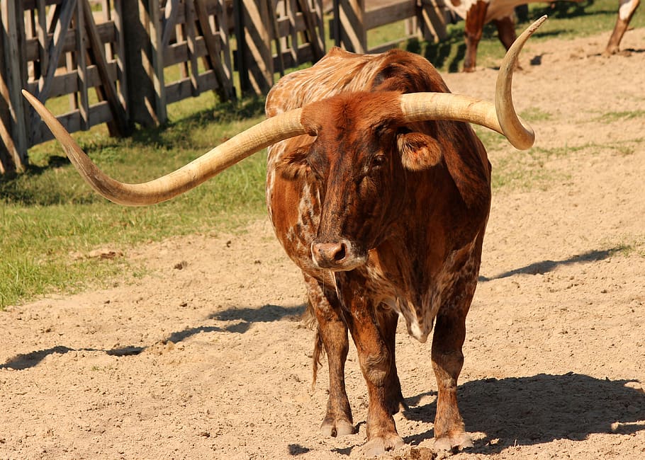 longhorn, cattle, livestock, agriculture, beef, bull, ranch, animal, horns, bovine