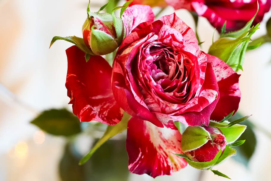 rose, flower, petal, sheet, bouquet, love, love scam, ornament, plant, bud