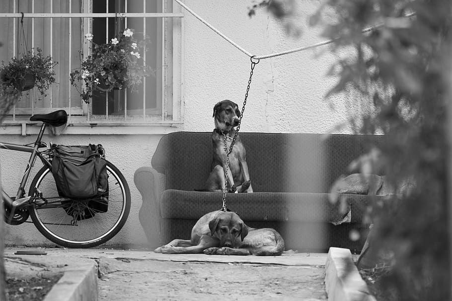 dogs, home, innocent, cute, documentary, garden, connect, dom, prison, penalty