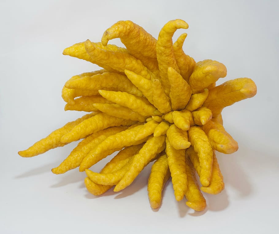 yellow, plant, white, surface, buddha's hand, citron, citrus, exotic, fruit, fingered citron