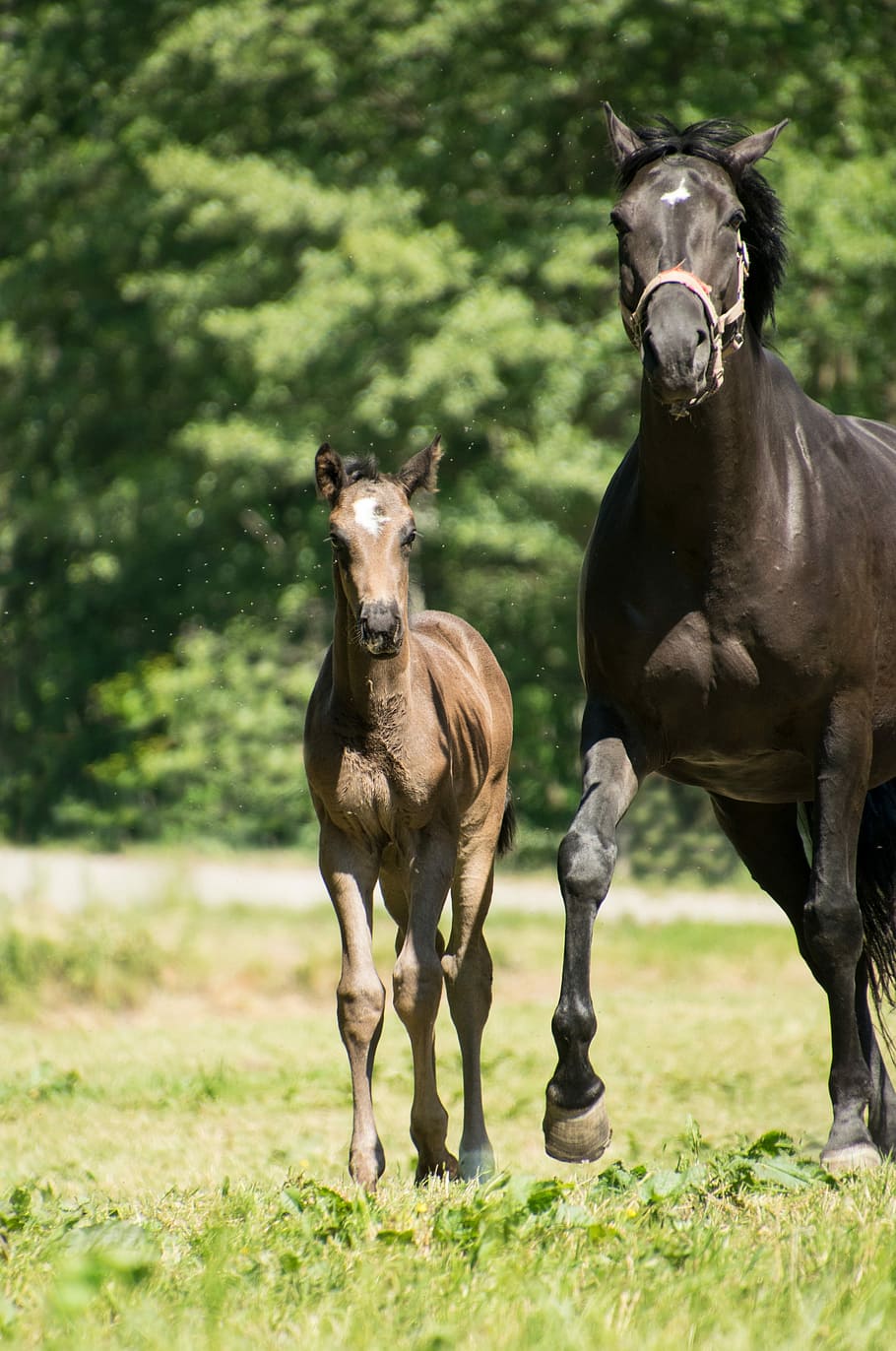 foal, mare, horse, mother, gallop, race, meadow, coupling, pasture, young