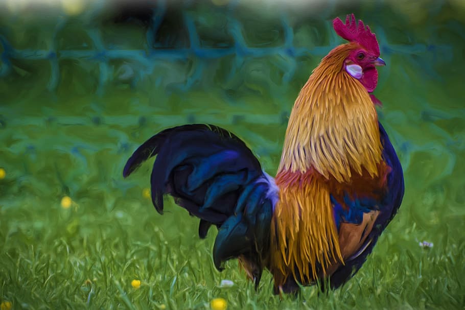selective, focus photography, rooster, painting, oil painting, photo painting, hahn, plumage, art, artwork