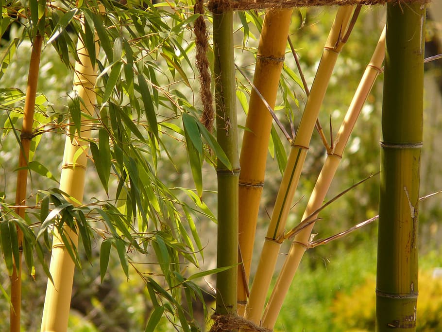 pohon bambu, siang hari, foto, bambu, taman bambu, aureocaulis, tanaman, kayu, pertumbuhan, bambu - tanaman