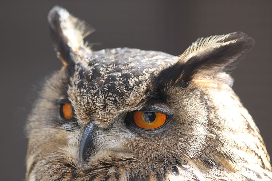 Screech-Owl, Up-Close, owl, animal, wildlife, animal Eye, bird, nature, looking, carnivore
