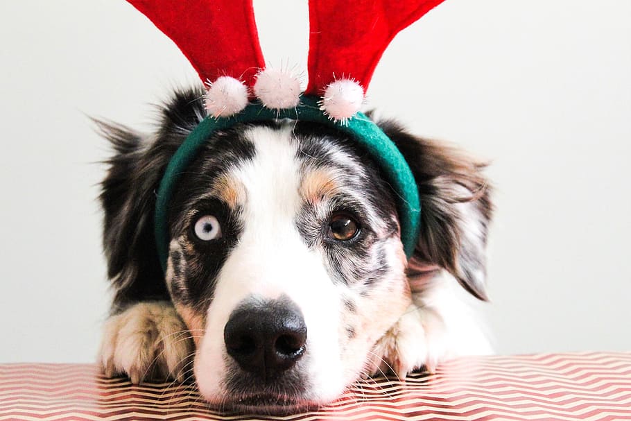 wearing, reindeer headband, Christmas, Puppy, Dog, Pet, christmasdog, animal, cute, holiday