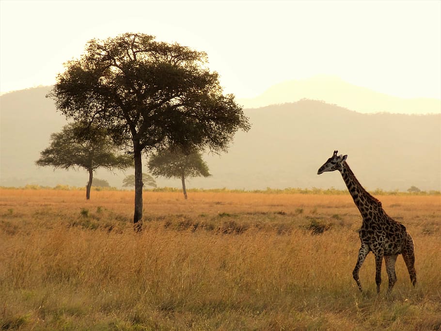 giraffe, tree, africa, safari, national park, wilderness, wild animal, animal wildlife, animals in the wild, one animal
