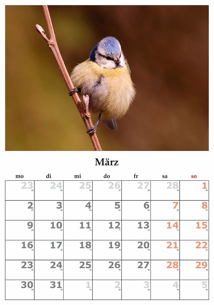 calendar, month, march, march 2015, bird, day, animal, nature, one animal, transfer print