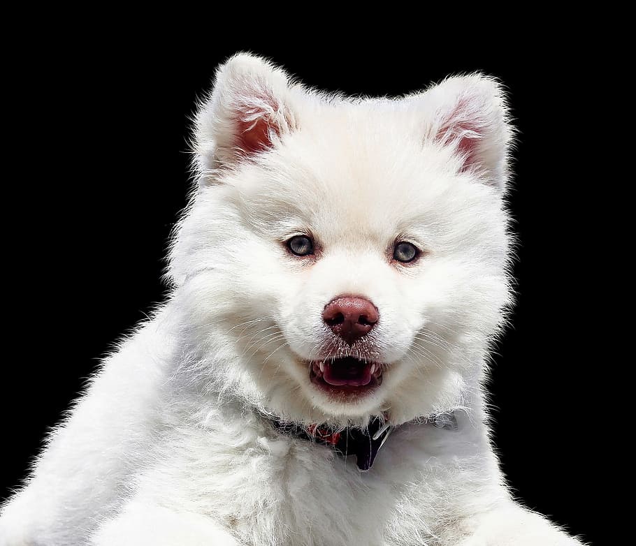 short-coated, white, dog photo, animal, dog, puppy, isolated, snout, ears, curiosity