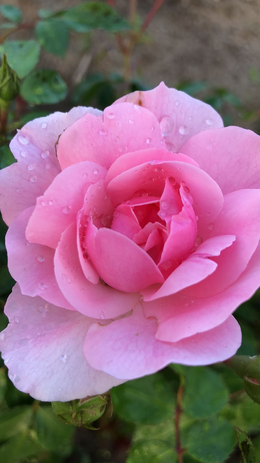 pink, rose, water, pink color, plant, flower, beauty in nature, flowering plant, petal, fragility