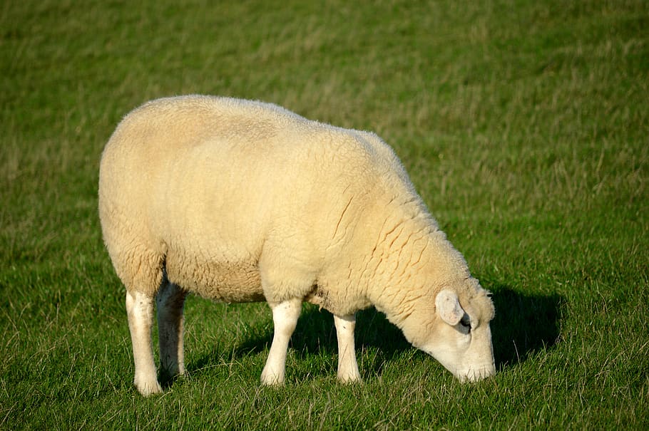sheep, grass, eat, dike, northern germany, sheep's wool, mecklenburg, animal, animal themes, mammal