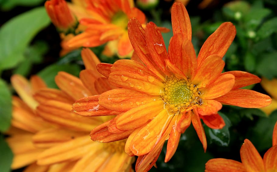 margaret, orange daisy, flower, garden, nature, rain, after the rain, wet, flowering plant, petal