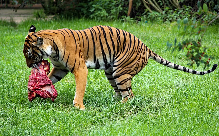 tiger, beast, feline, food, meat, carnivore, booty, animal, mammal, zoo