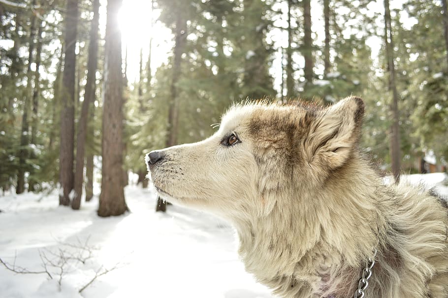 cerrado, fotografía, lobo, malamute, híbrido, fondo de nieve, árboles forestales, perro, canino, alaska