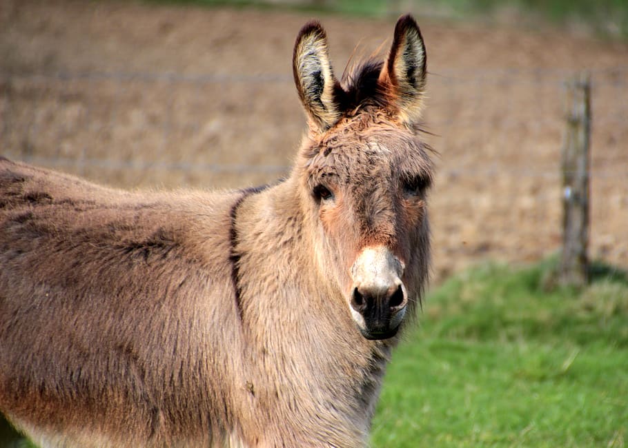 burro, burro doméstico, equus asinus asinus, animal, soporte, marrón, último animal, perissodactyla, curioso, en pasto