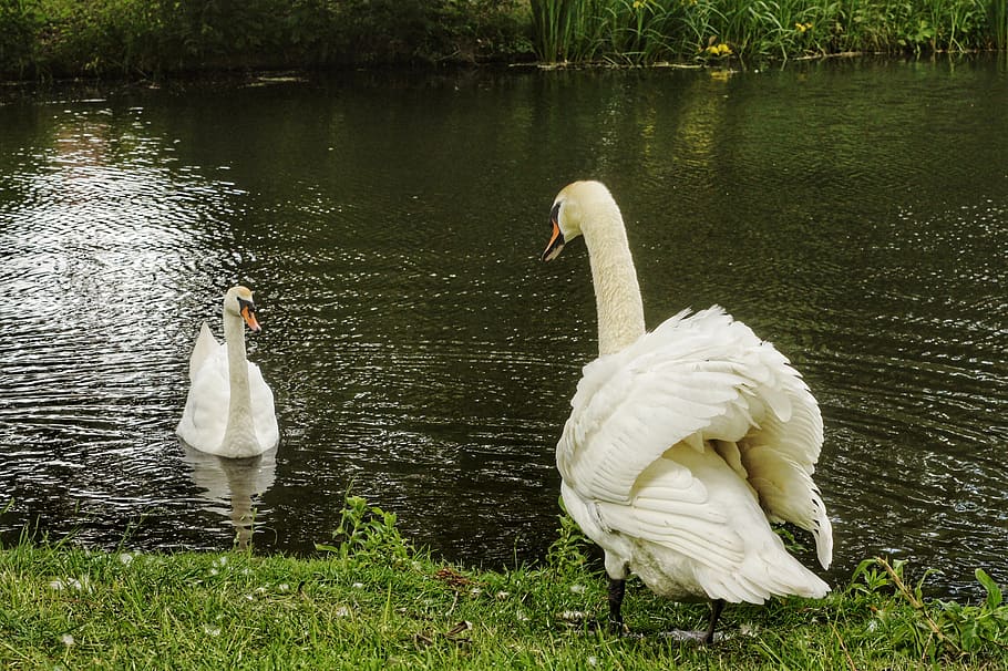 swan, swans, nature, laguna, white swan, birds, look, couple, bird, animals in the wild