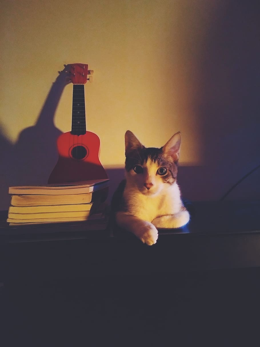 cat, ukulele, books, kitten, cute, animals, pet, portrait, tamed, kitty