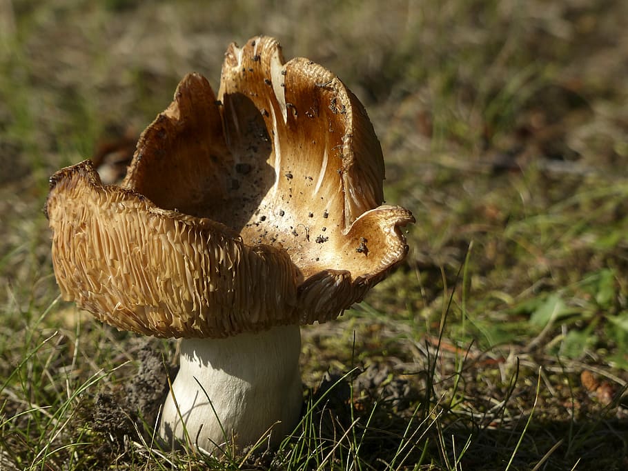 brown, white, mushroom, wild, poisoned, nature, toxic, forest, close-up, plant