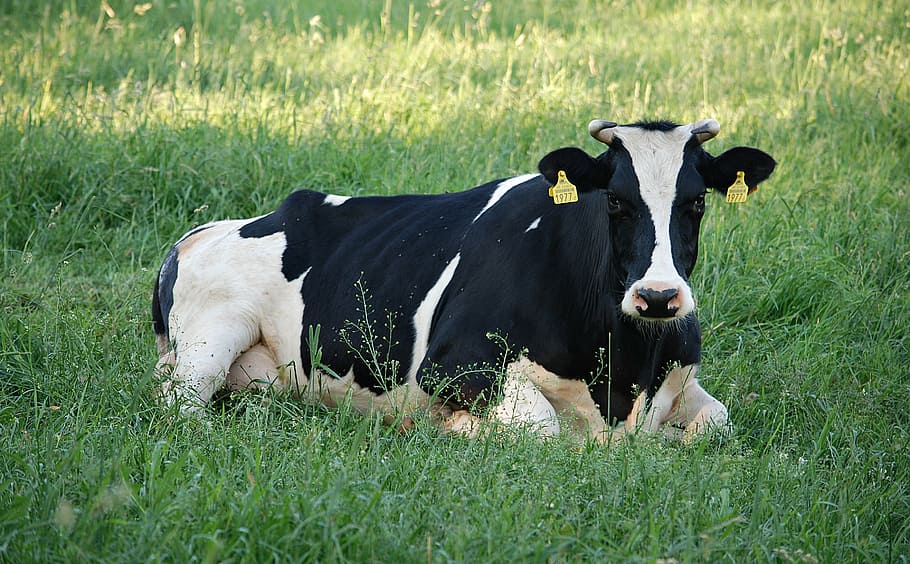 black, white, cow, lying, grass, meadow, cows, village, kennel, landscape
