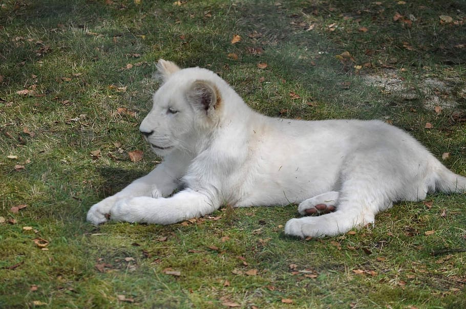 tigre albino, verde, campo de hierba, león, cachorro de león, blanco, albino, fauna, áfrica, zoológico