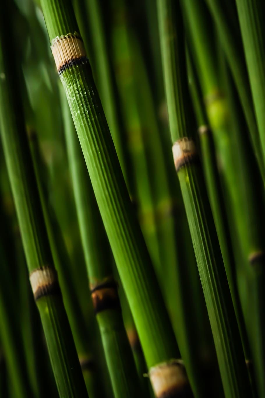 selectivo, foto de enfoque, verde, bambú, tallos, agujas, bosque, naturaleza, árbol, hierba