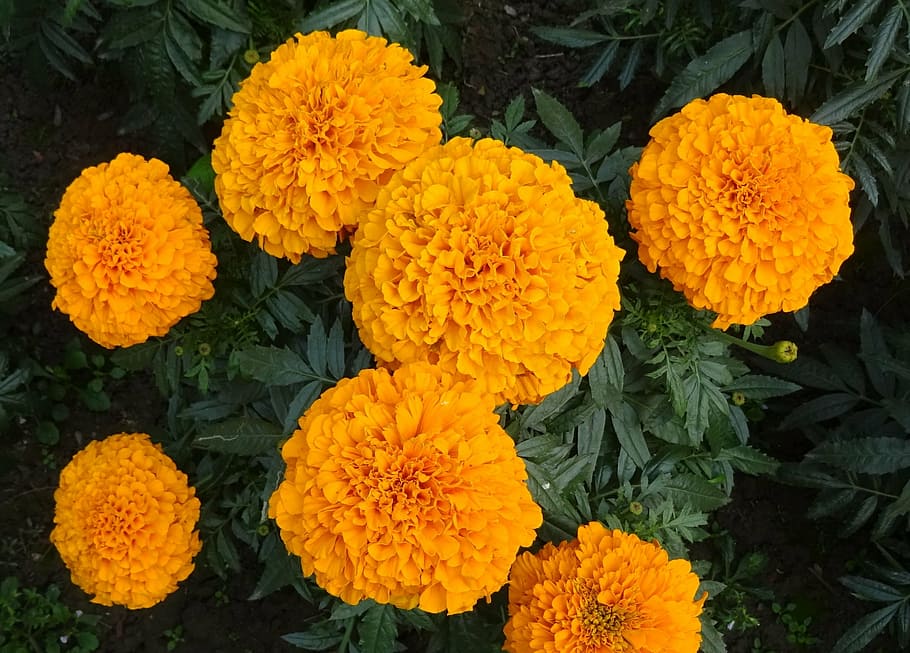 marigold, flower, yellow, genda, jhenduphool, gondephool, tagetes erecta, asteraceae, flora, plant