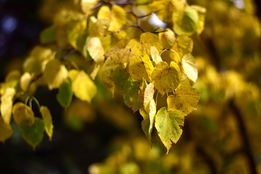 outono, estação, colorido, amarelo, folhas, folha, bordo, cor, paisagem, folhagem
