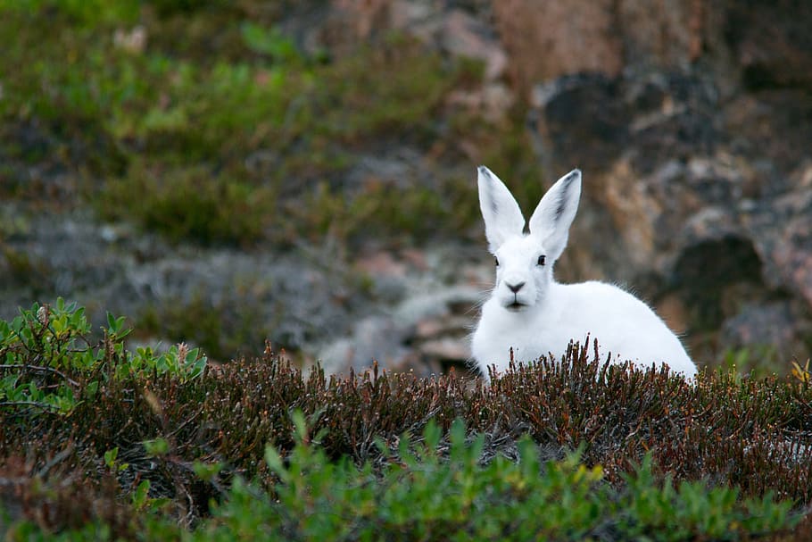 white, rabbit, sitting, lawn, arctic hare, mountain hare, polar, hare, fur, mammal