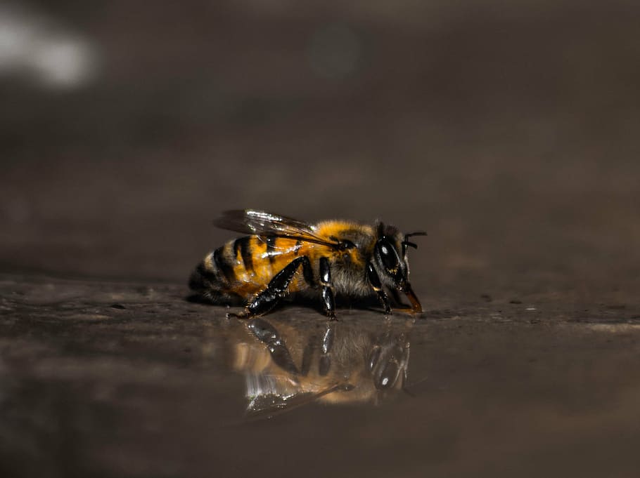 fotografi makro, lebah, tutup, melihat, kuning, jaket, serangga, hewan, air, refleksi