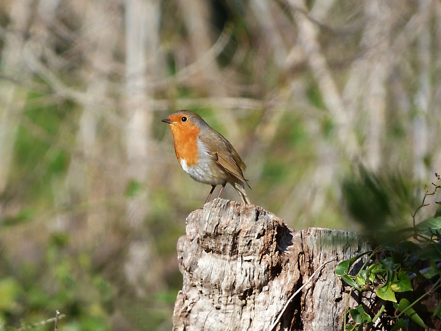 orange, european robin bird, robin, bird, trunk, pit-roig, one animal, animals in the wild, animal wildlife, day