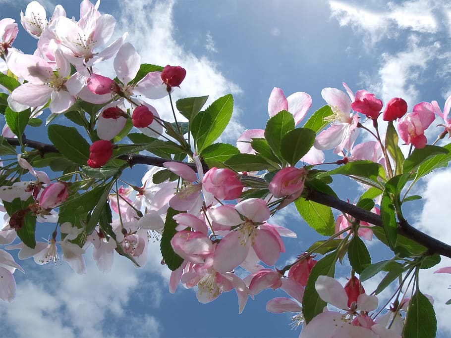 bloom, blue, sky, daytime, Apple Blossoms, in bloom, blue sky, cherry blossom, blossom, spring