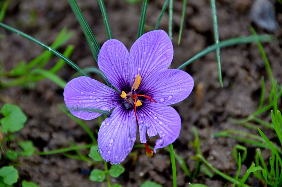 saffron, spice, flower, crocus sativus, red gold, purple, dew, petals purple, morning dew, fall