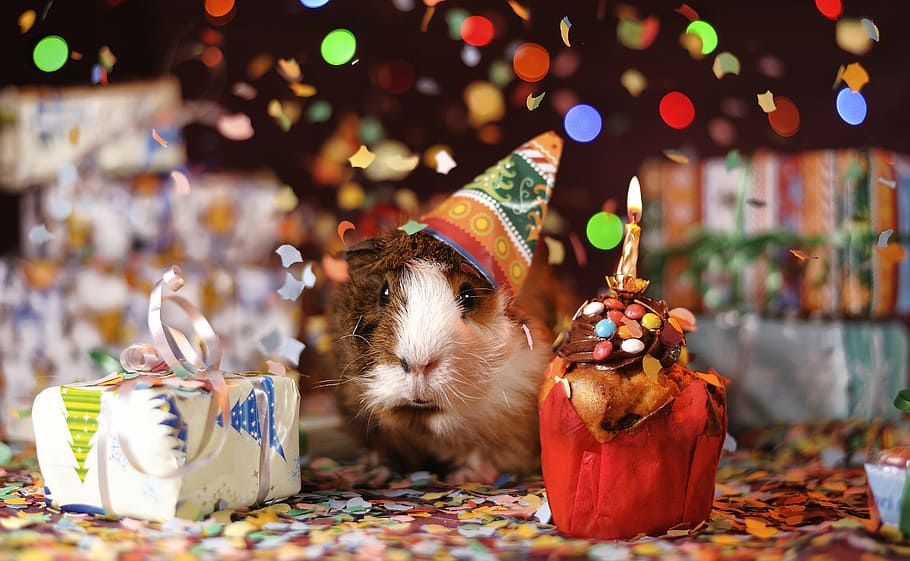 coklat, putih, hamster, merah, kotak, kelinci percobaan, selamat ulang tahun, hewan, domestik, kelinci