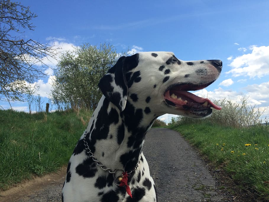 dog, dalmatian, dog ears, outdoors, path, clouds, spring, walk, nature, animal