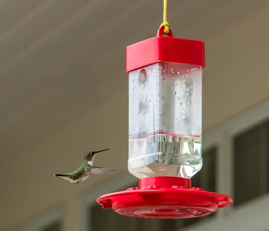 Hummingbird, Feeder, Fly, Wild, flying, small, wildlife, nature, wing, colorful