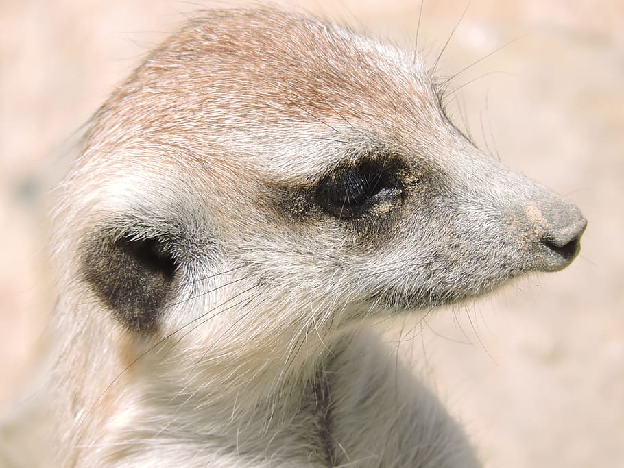 meerkat, animals, nature, animal world, look, fauna, watchman, observing, mammal, surikato