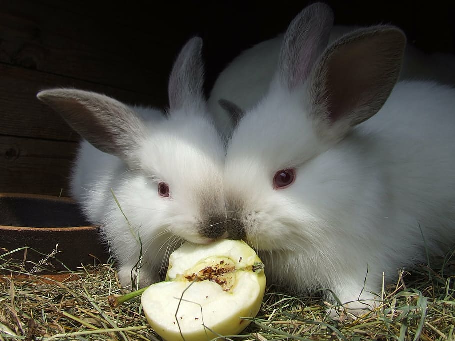 ウサギ 赤い目 白 動物 毛皮 食べる リンゴ 動物のテーマ 哺乳類 1匹の動物 Pxfuel