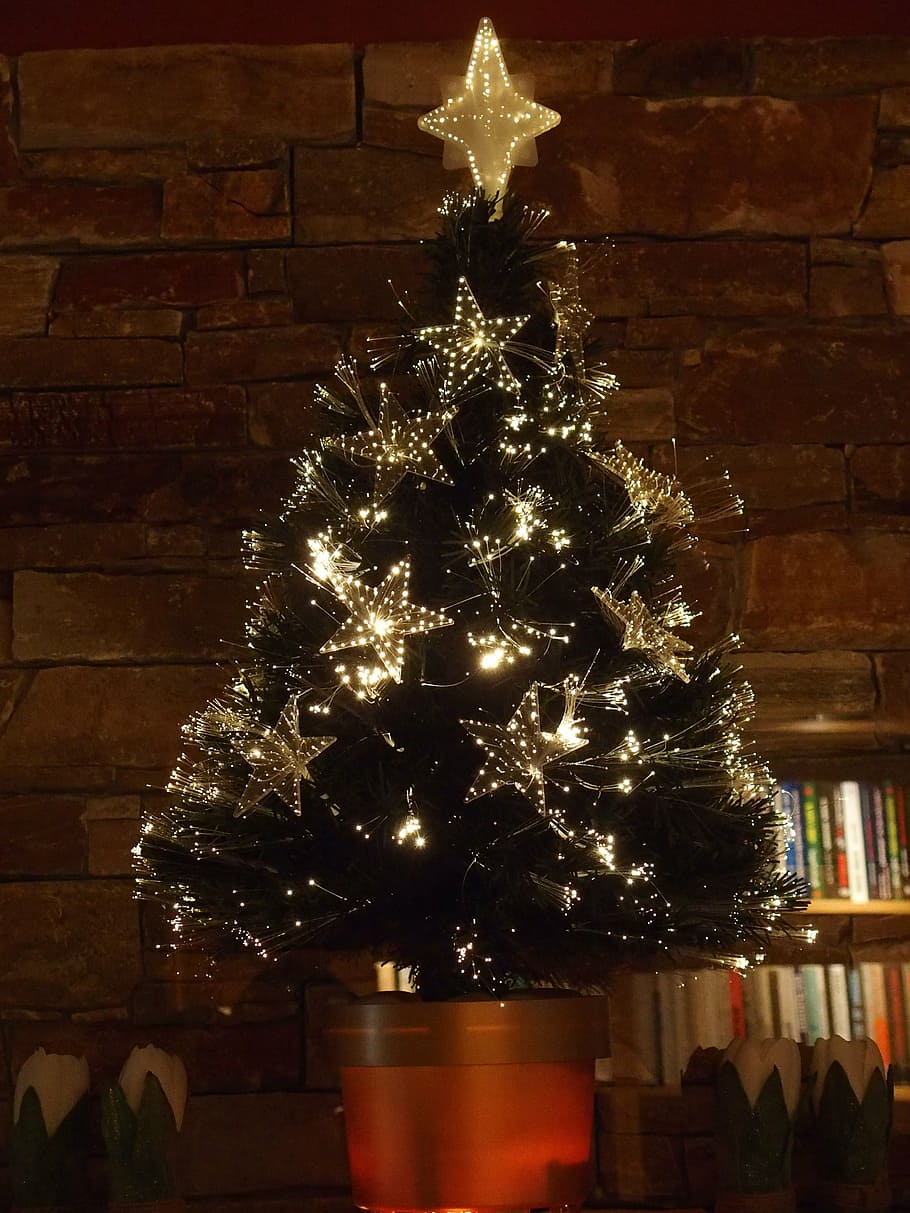 pohon natal, pohon muda, natal, pohon, waktu natal, cahaya, ornamen, perayaan, dekorasi, diterangi