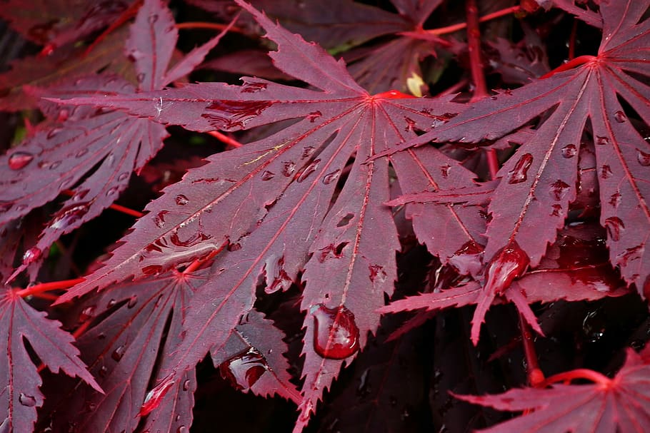 japanese maple, tree, leaf, nature, plant part, close-up, growth, beauty in nature, red, wet