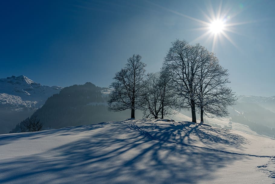 winter, snow, trees, nature, cold, landscape, alpine, snow landscape, wintry, mountains