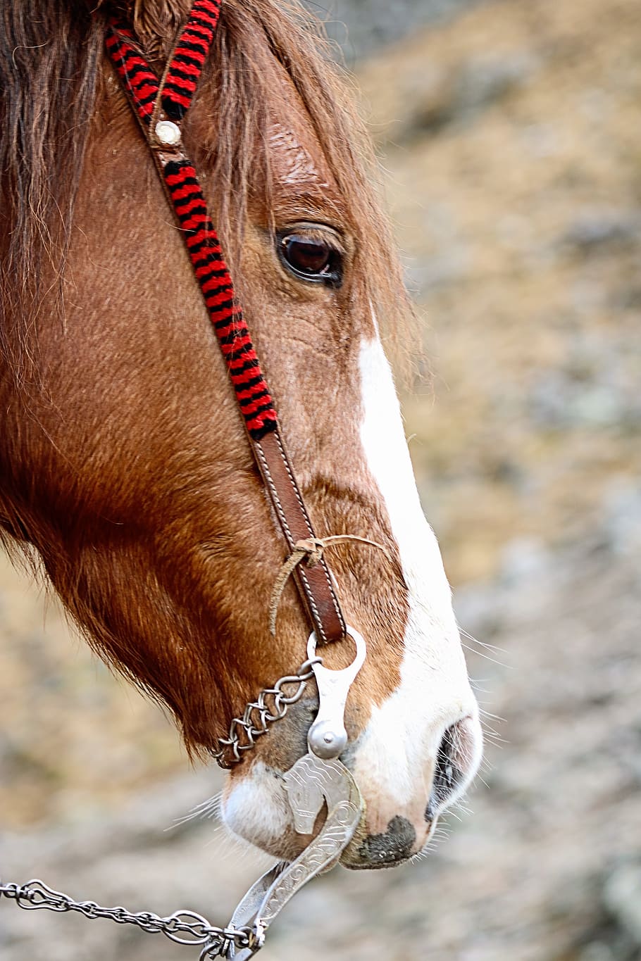 Horse, Burden, Animal, Domestic, outdoors, transportation, mountain, rural, one animal, domestic animals