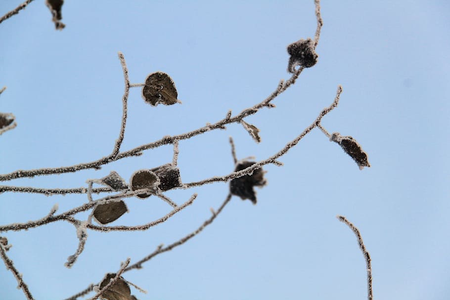 boundless, dead leaves, bleak, winter, branch, frost, sky, nature, day, plant